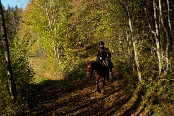 Randonnée à cheval dans le jura