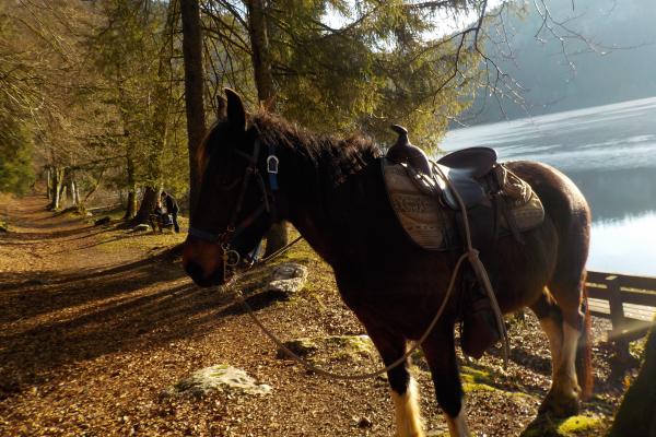 Randonnée à cheval dans le jura