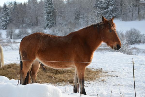 Randonnée à cheval dans le jura